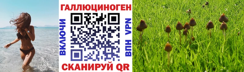 сколько стоит  Щёкино  Псилоцибиновые грибы прущие грибы 